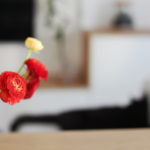 Bouquet de fleurs et chat - home sweet home - Hypiness